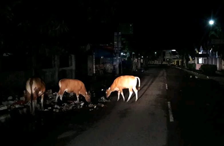 surat sapi jalan Yang Taman dan Ternak Diamankan Berkeliaran Jalan di akan